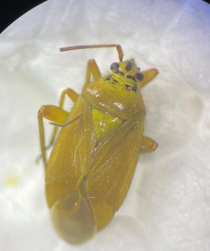 Réf. 302 901 : Brachycoleus pilicornis